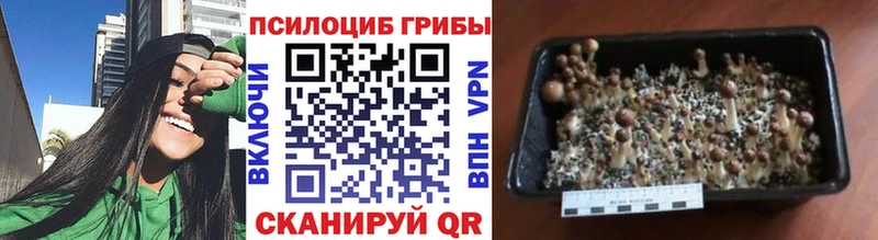 Псилоцибиновые грибы мицелий Томари